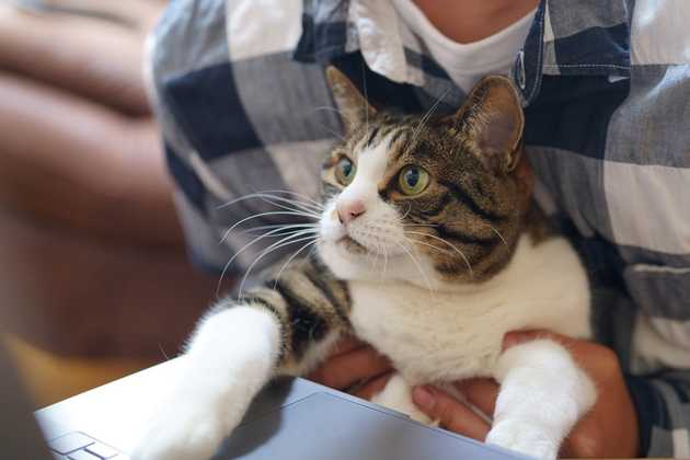 Photo of cat sitting on a lap with their paws on a laptop keyboard